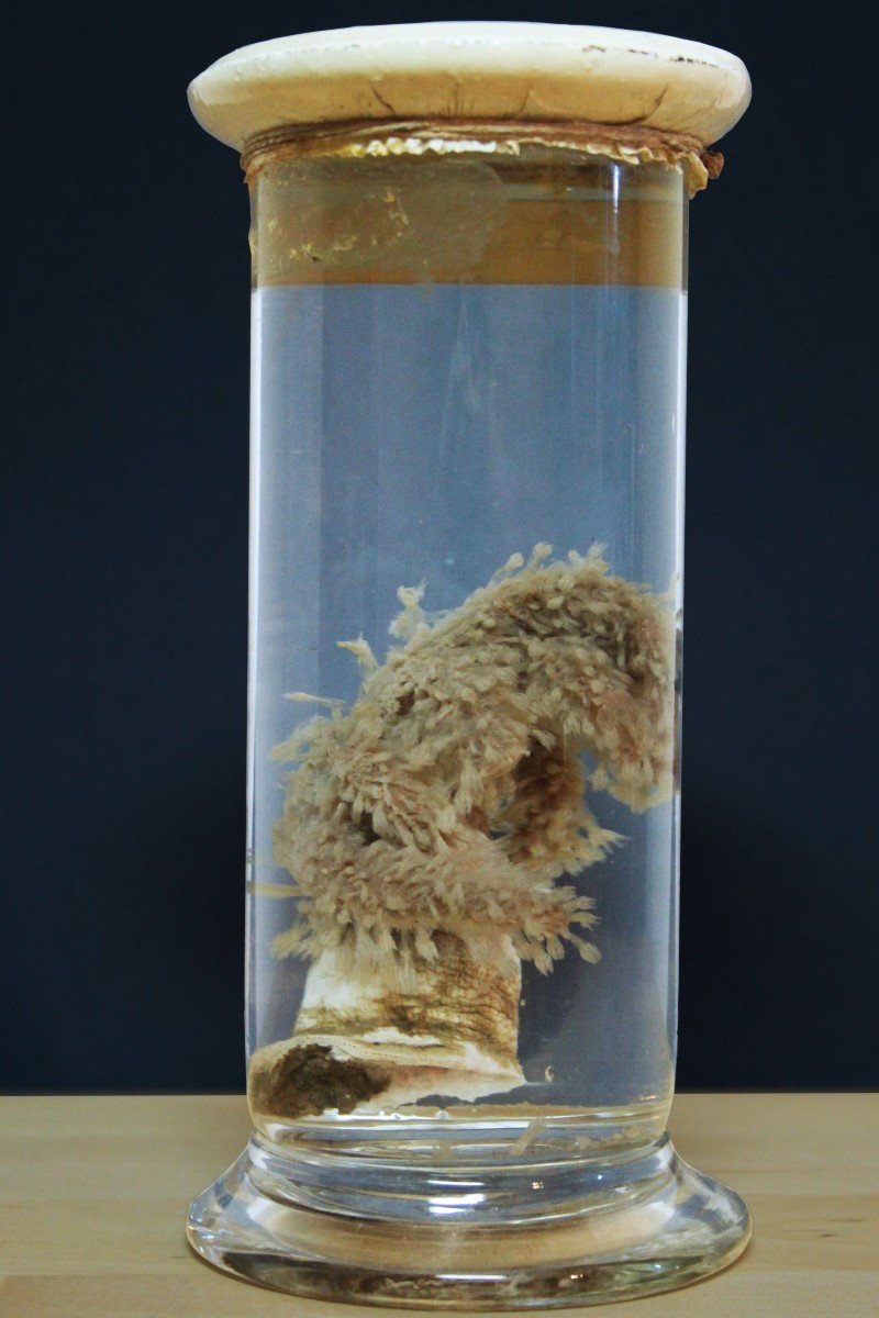Paravia Anemone alcyonium palmatum, museale, didattico in formalina-photo-1