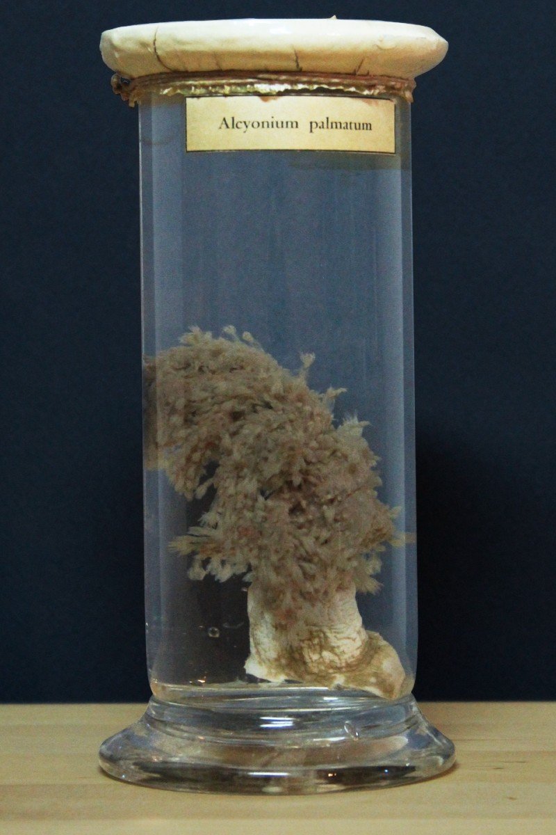 Paravia Anemone alcyonium palmatum, museale, didattico in formalina