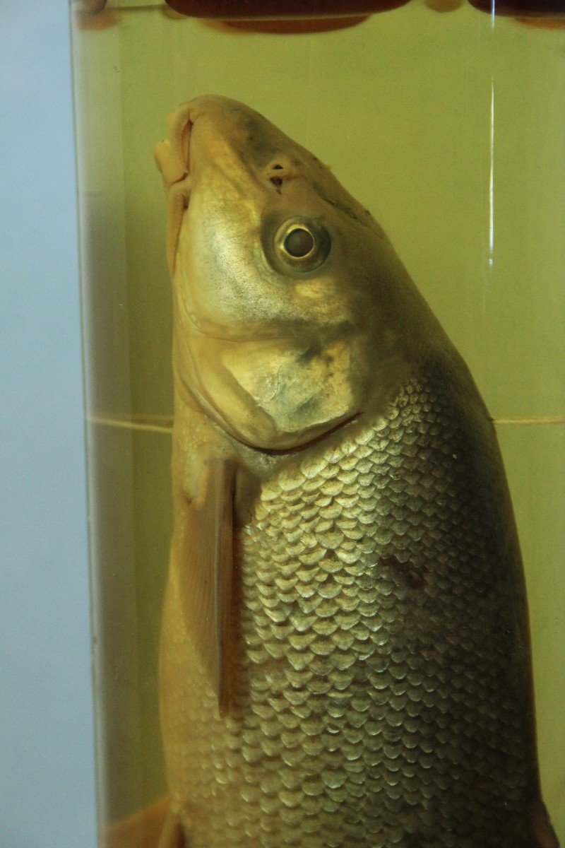 Antico preparato in formalina didattico-museale di un pesce-photo-2