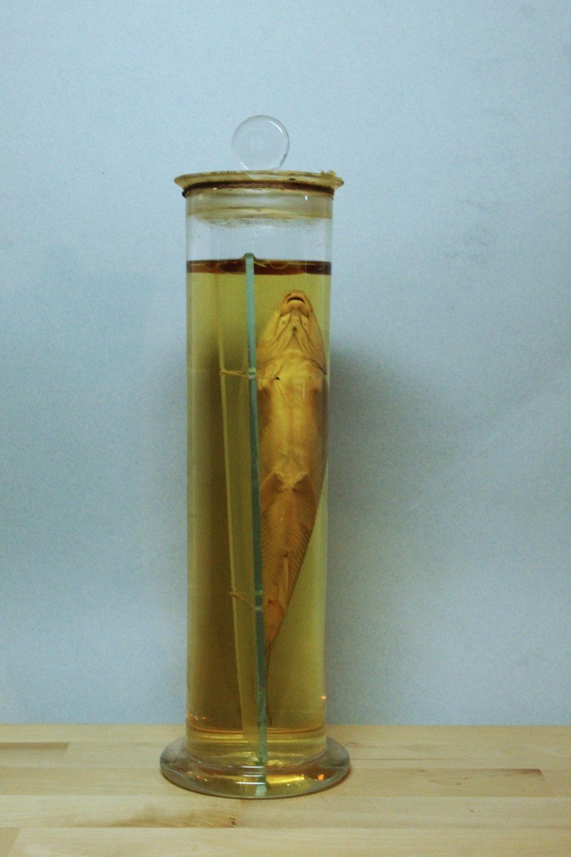 Antico preparato in formalina didattico-museale di un pesce-photo-3