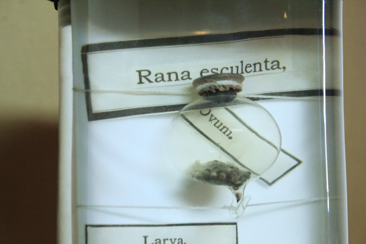 Rana esculenta, antico preparato in formalina museale, istituto zoologico Berlino-photo-4
