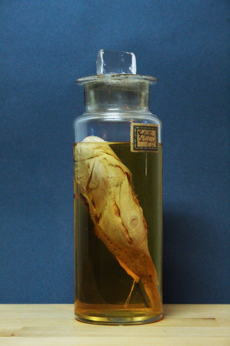 Clyclopterus Lumpus, antico preparato formalina didattico-museale-photo-2