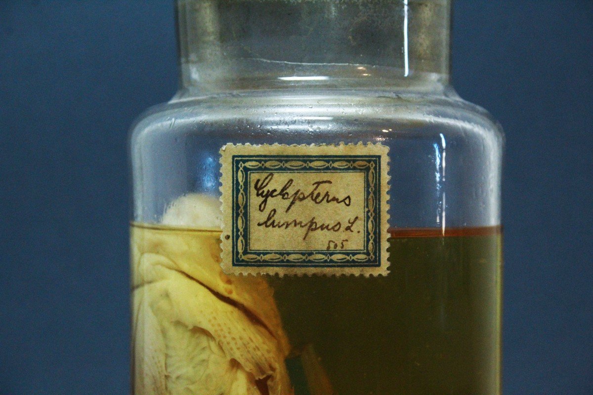 Clyclopterus Lumpus, antico preparato formalina didattico-museale-photo-3
