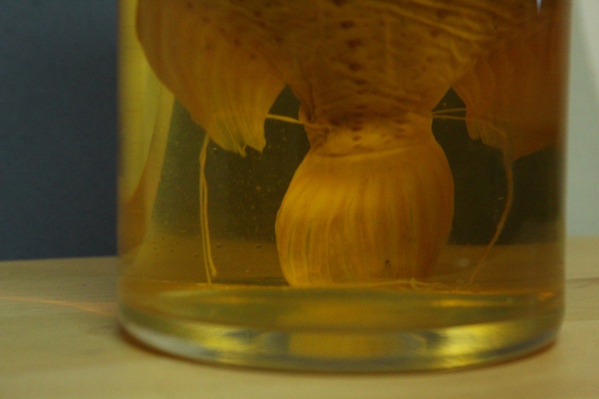 Clyclopterus Lumpus, antico preparato formalina didattico-museale-photo-2