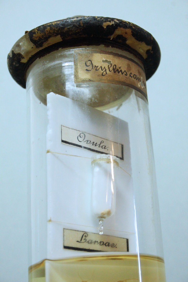 Grillis campestris ,antico preparato in formalina museale, brand Lenoir&Forster-photo-1