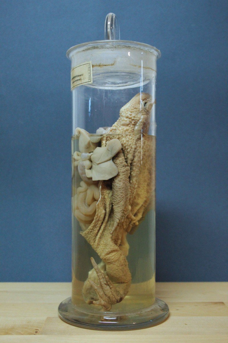 Clyclopterus Lumpus, antico preparato formalina didattico-museale, Václav Fric-photo-1