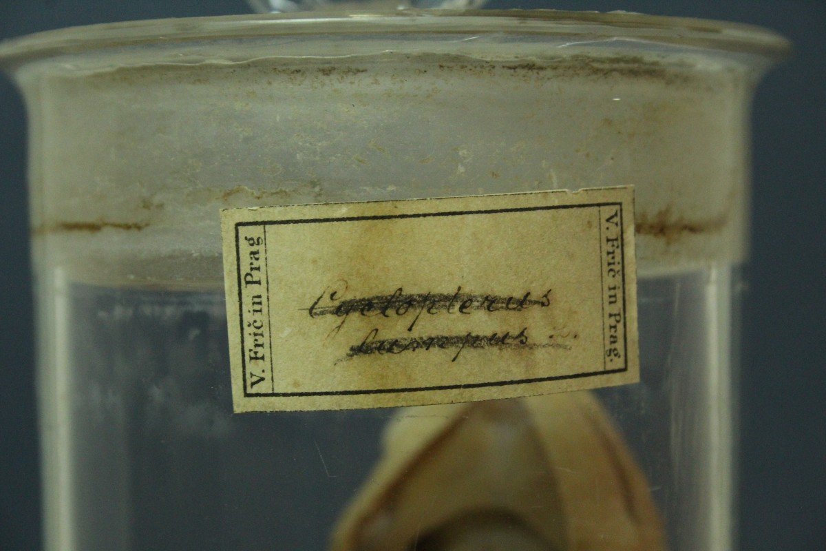Clyclopterus Lumpus, antico preparato formalina didattico-museale, Václav Fric-photo-3