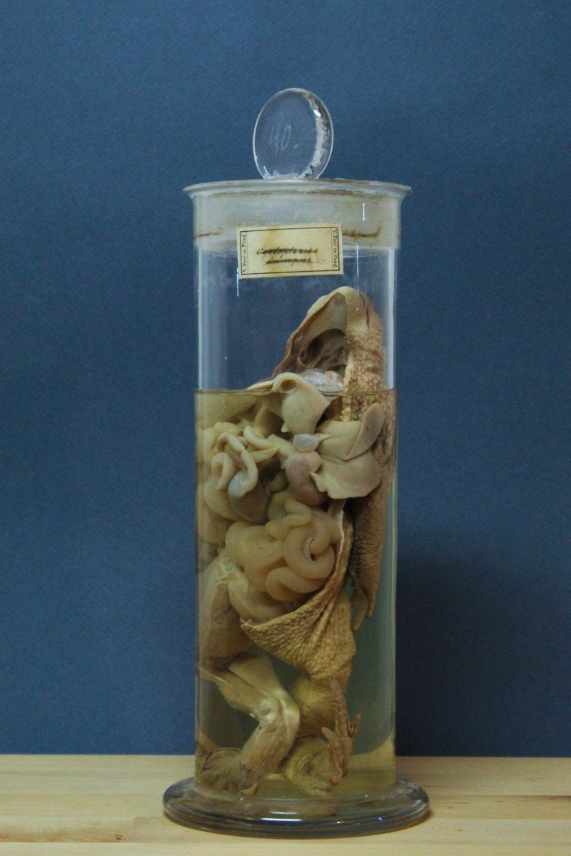 Clyclopterus Lumpus, antico preparato formalina didattico-museale, Václav Fric