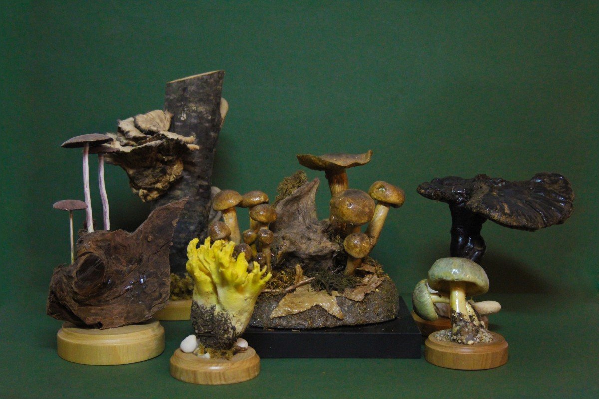 Fungo Fomes Fomentarius, modello educativo da collezione botanico vintage.-photo-2