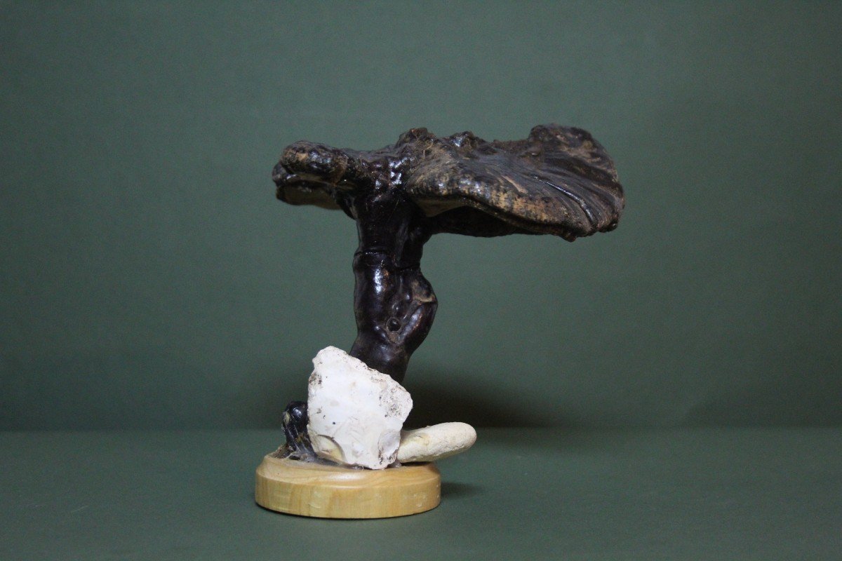 Fungo Fomes Fomentarius, modello educativo da collezione botanico vintage.-photo-3