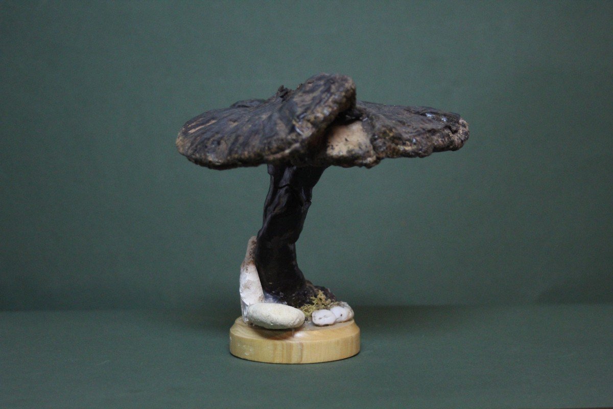 Fungo Fomes Fomentarius, modello educativo da collezione botanico vintage.-photo-4