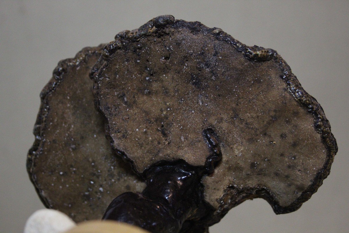 Fungo Fomes Fomentarius, modello educativo da collezione botanico vintage.-photo-2