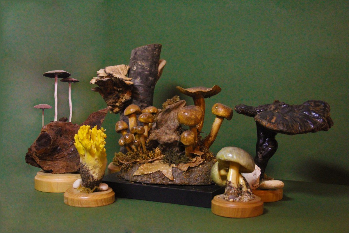Fungo Fomes Fomentarius, modello educativo da collezione botanico vintage.-photo-3