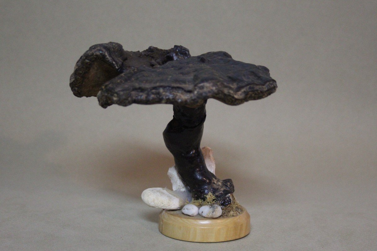 Fungo Fomes Fomentarius, modello educativo da collezione botanico vintage.