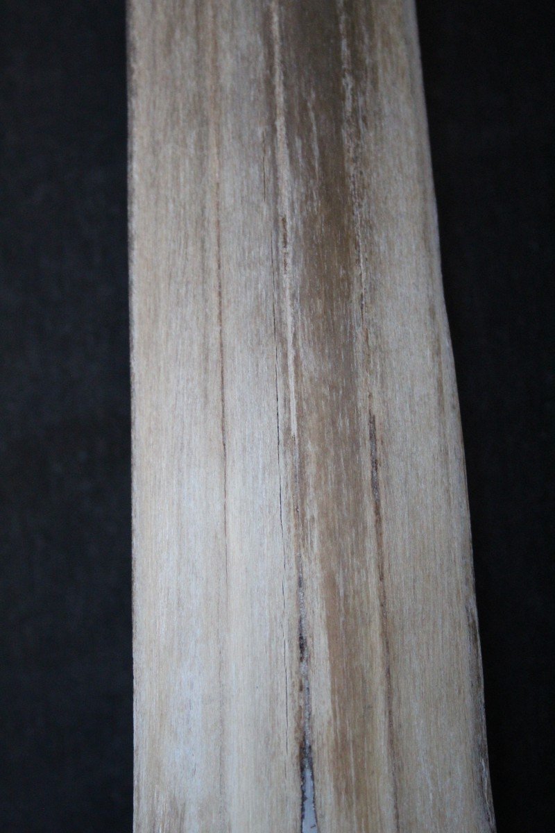 Rostro di pesce spada, 72 cm, su supporto in legno. Naturalia, Wunderkammer-photo-1