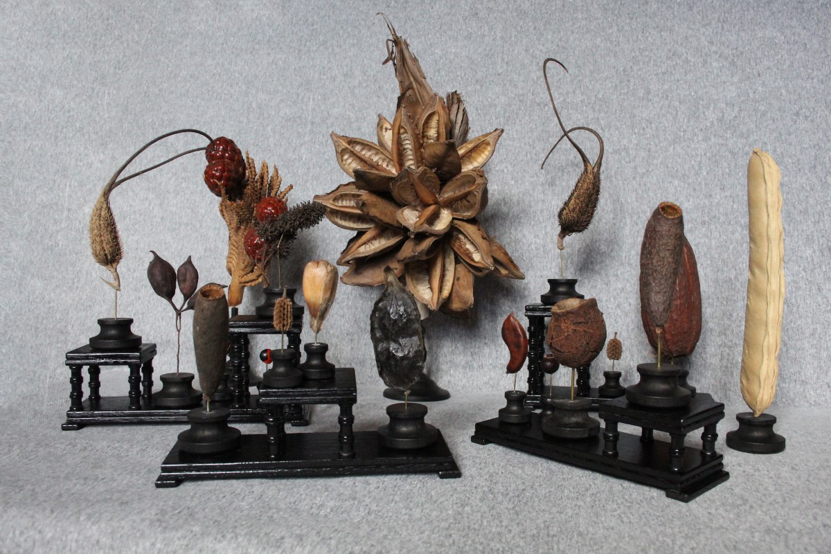 Collezione di 19 Semi Rari dal Mondo-photo-2