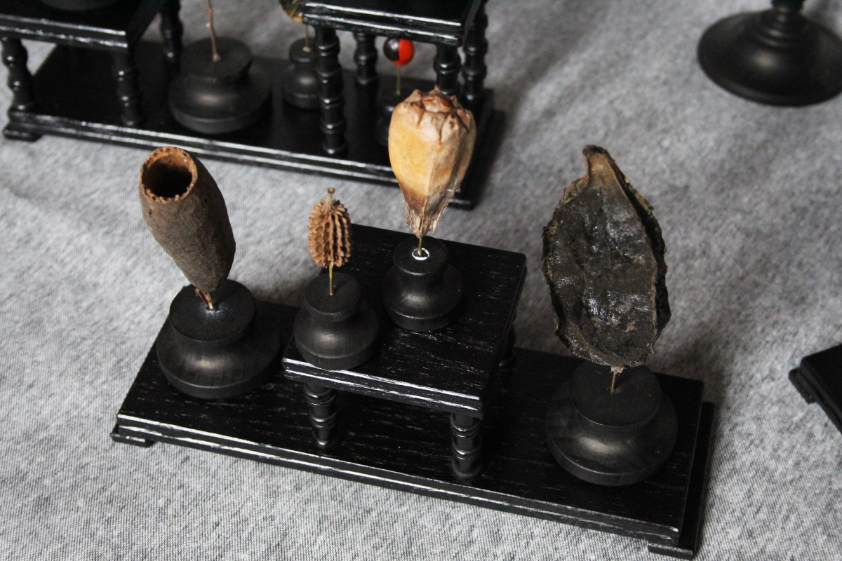 Collezione di 19 Semi Rari dal Mondo-photo-3