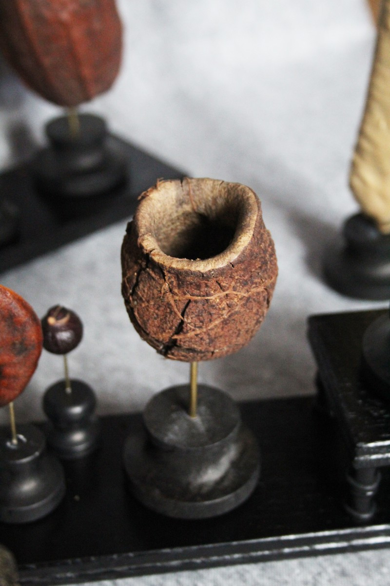 Collezione di 19 Semi Rari dal Mondo-photo-5
