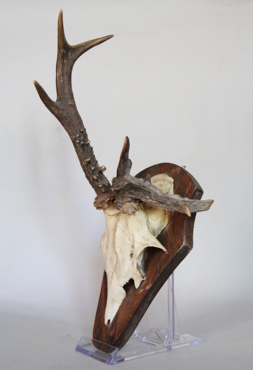 Collezione di 6 Palchi di Capriolo con Deformazioni-photo-4