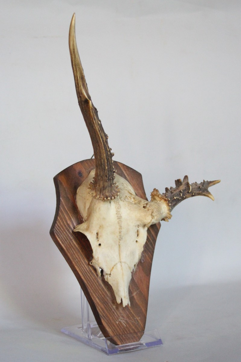 Collezione di 6 Palchi di Capriolo con Deformazioni-photo-1