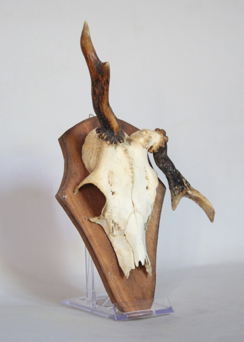 Collezione di 6 Palchi di Capriolo con Deformazioni-photo-3