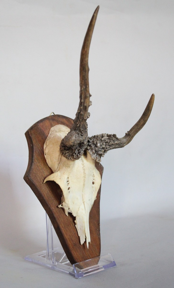 Collezione di 6 Palchi di Capriolo con Deformazioni-photo-4