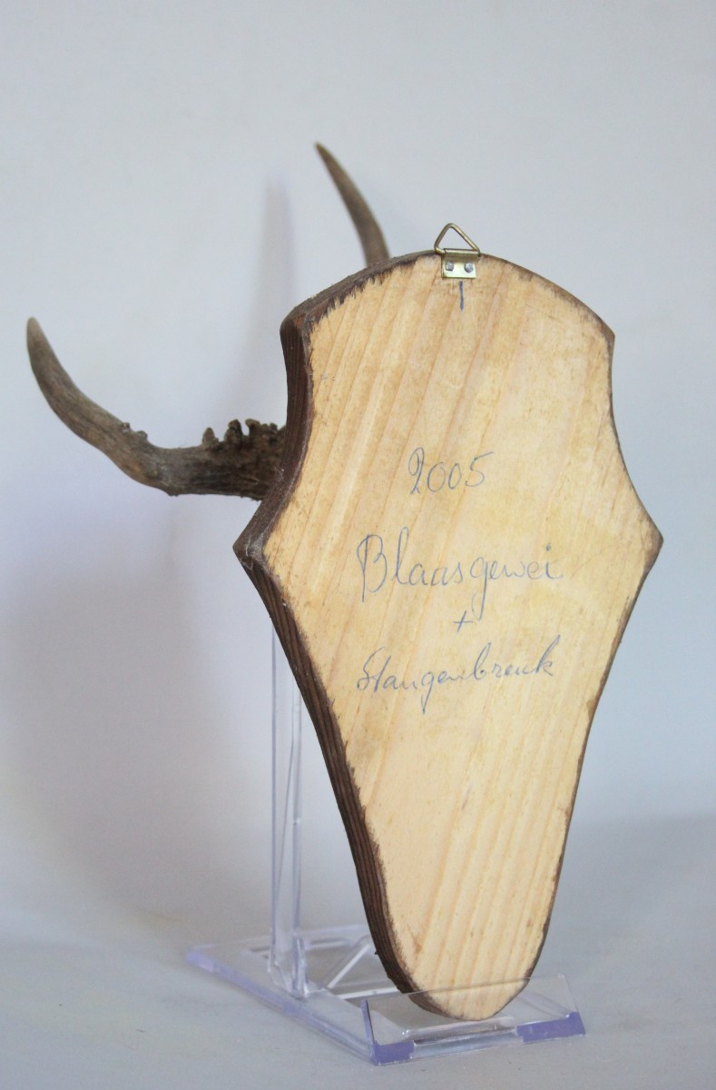 Collezione di 6 Palchi di Capriolo con Deformazioni-photo-5