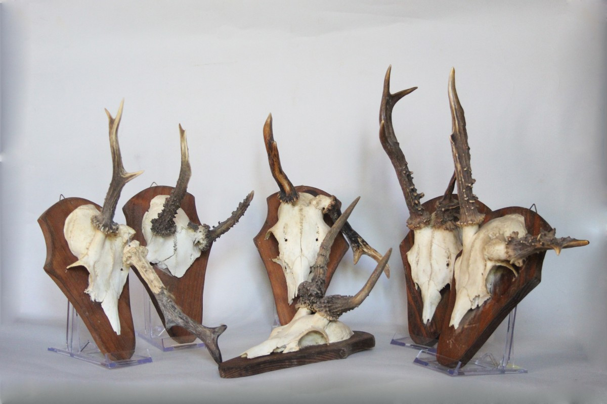 Collezione di 6 Palchi di Capriolo con Deformazioni