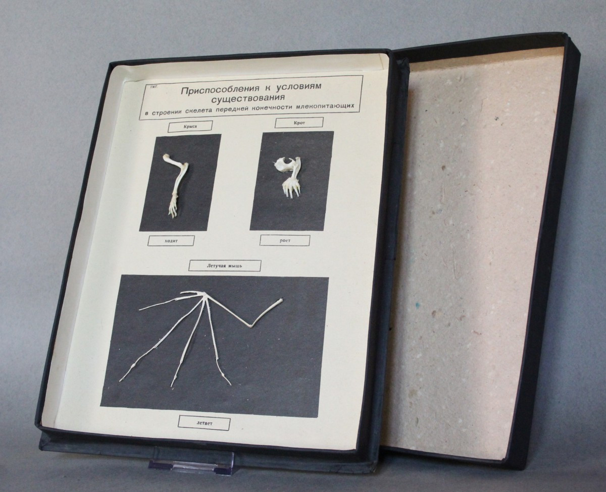 Teca Didattica Vintage – Modello Anatomico delle zampe dei Mammiferi URSS 1981-photo-3