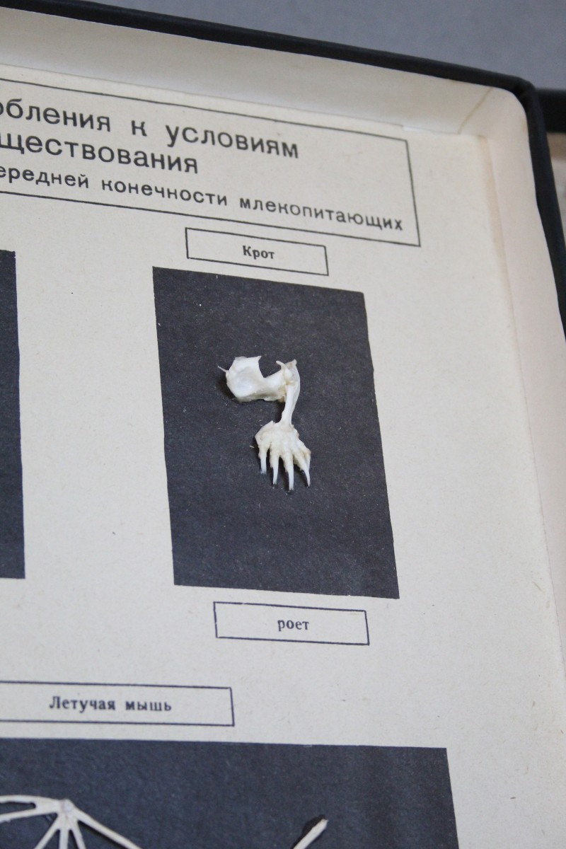 Teca Didattica Vintage – Modello Anatomico delle zampe dei Mammiferi URSS 1981-photo-4