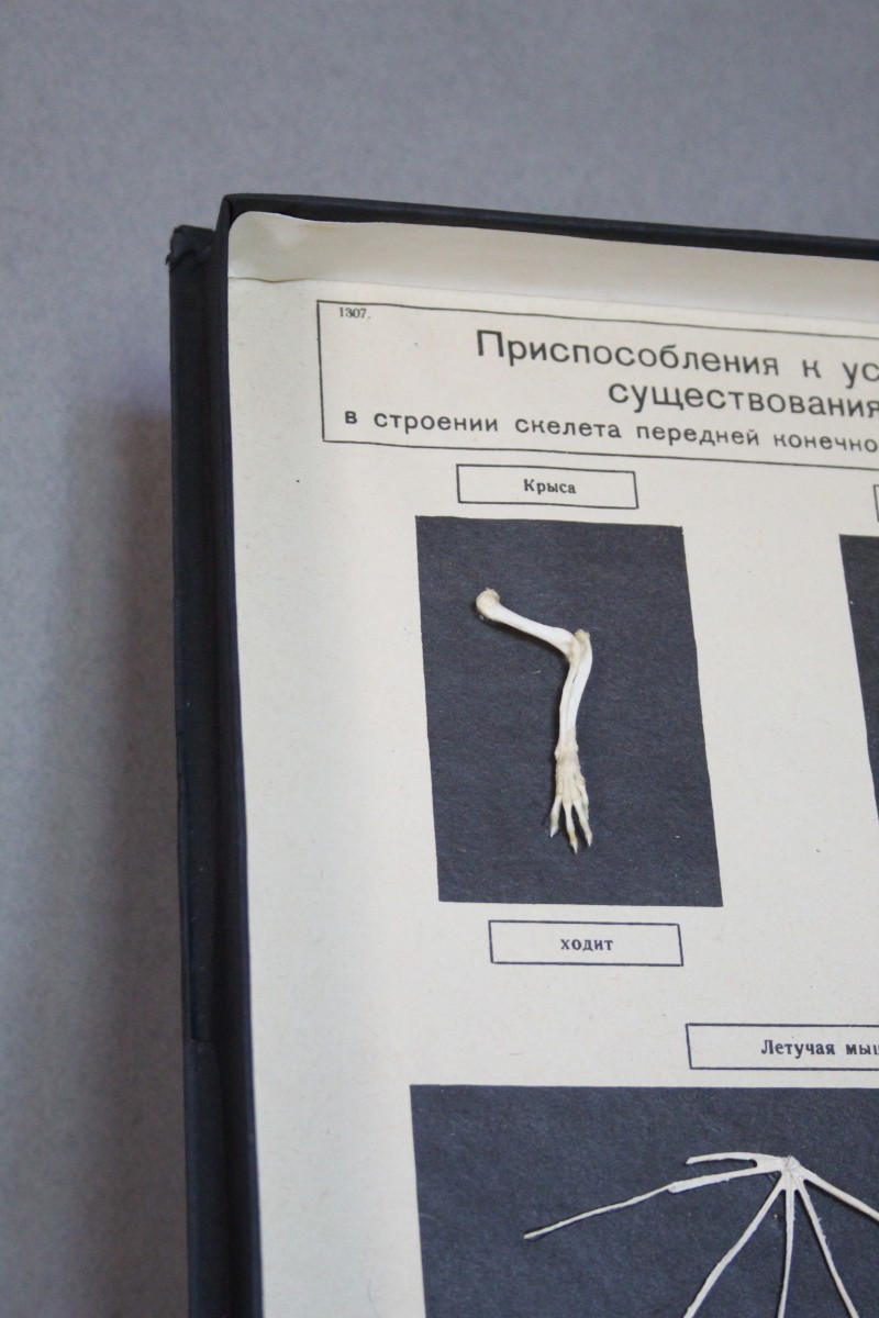 Teca Didattica Vintage – Modello Anatomico delle zampe dei Mammiferi URSS 1981-photo-2