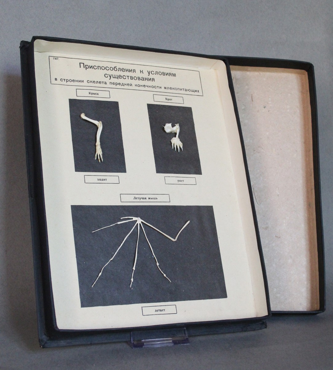 Teca Didattica Vintage – Modello Anatomico delle zampe dei Mammiferi URSS 1981