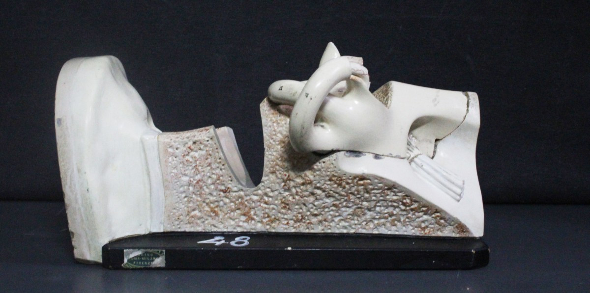 Orecchio, modello anatomico vintage prima metà XX, Paravia-photo-2