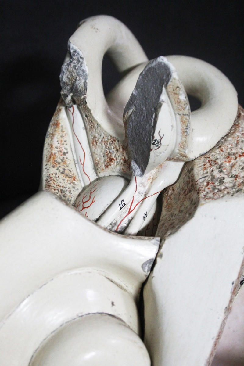 Orecchio, modello anatomico vintage prima metà XX, Paravia-photo-3