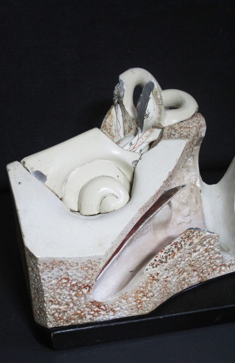 Orecchio, modello anatomico vintage prima metà XX, Paravia-photo-1