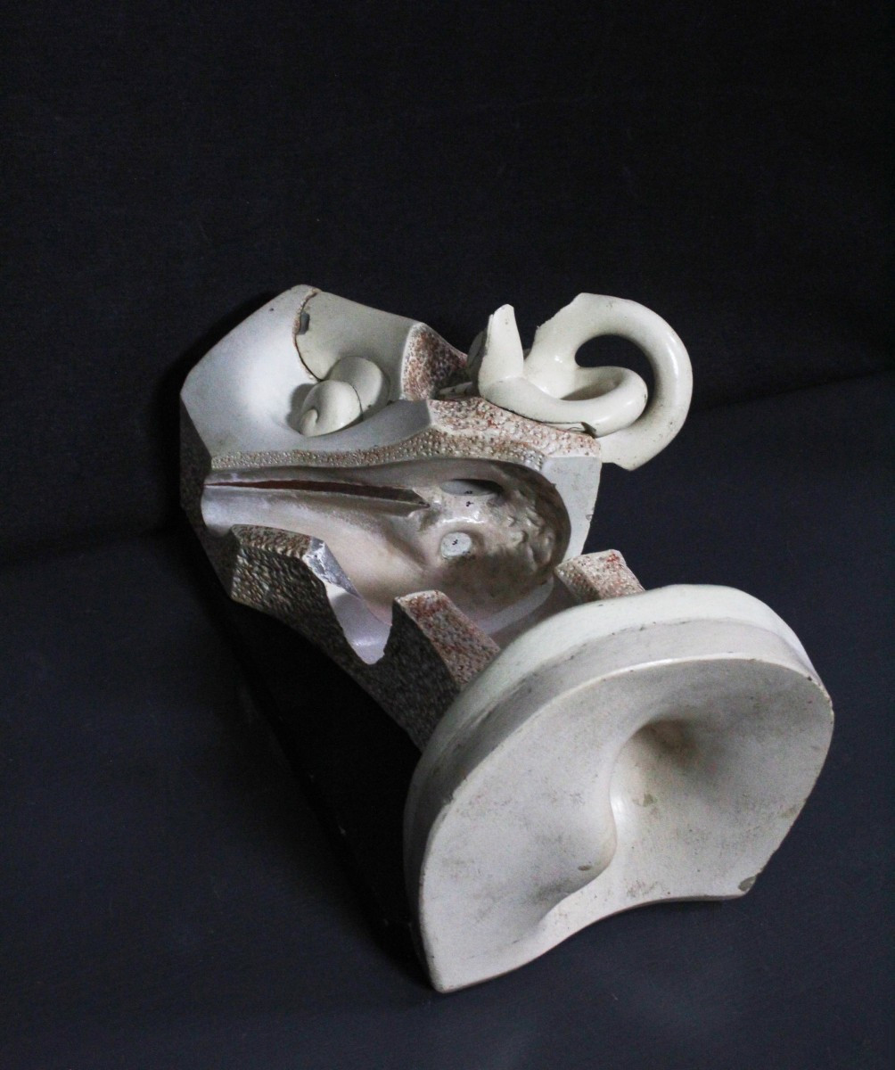 Orecchio, modello anatomico vintage prima metà XX, Paravia-photo-3