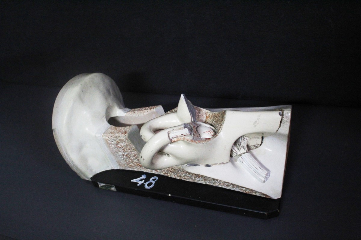 Orecchio, modello anatomico vintage prima metà XX, Paravia-photo-4