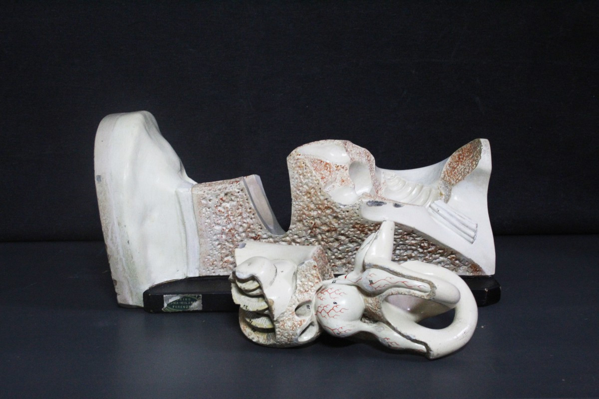 Orecchio, modello anatomico vintage prima metà XX, Paravia-photo-5