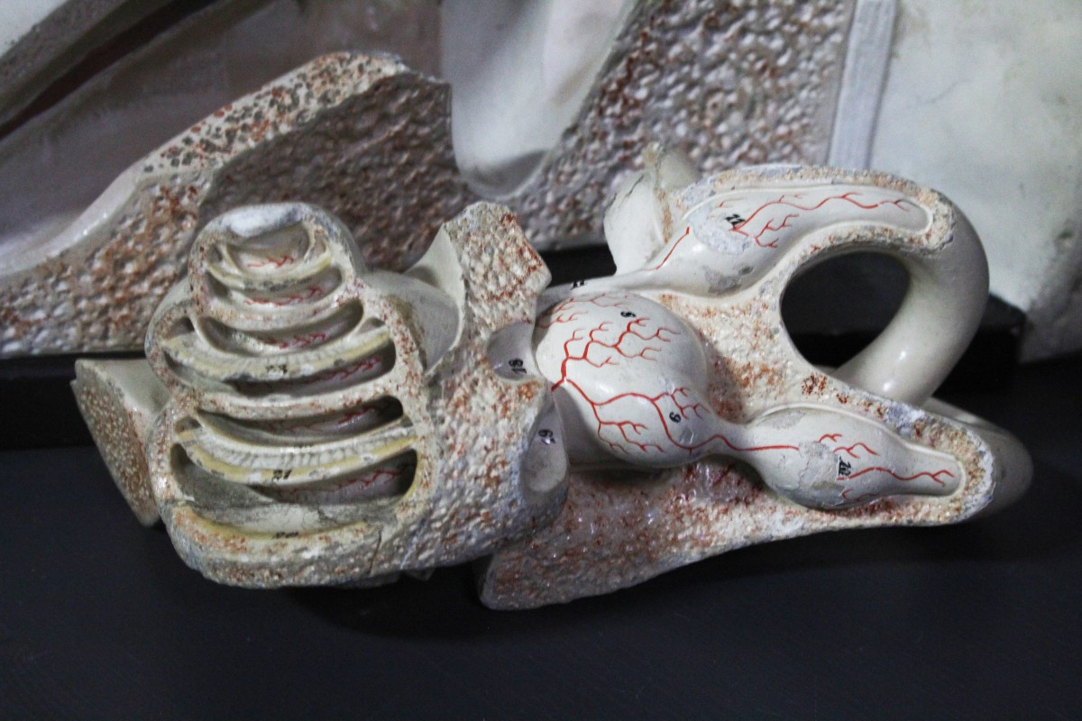 Orecchio, modello anatomico vintage prima metà XX, Paravia-photo-6