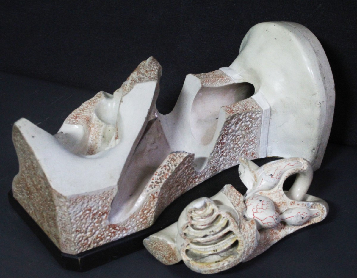 Orecchio, modello anatomico vintage prima metà XX, Paravia