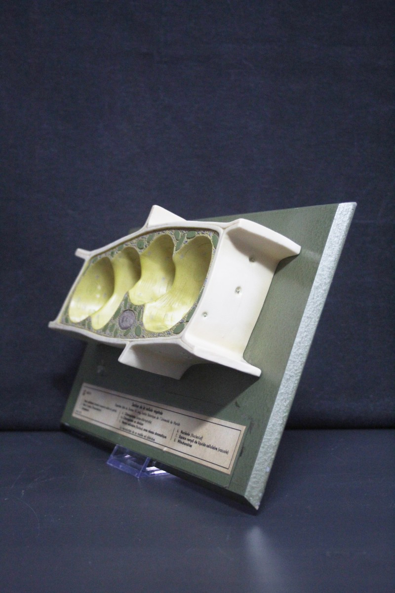 Modello didattico vintage Somso, cellule vegetali-photo-2