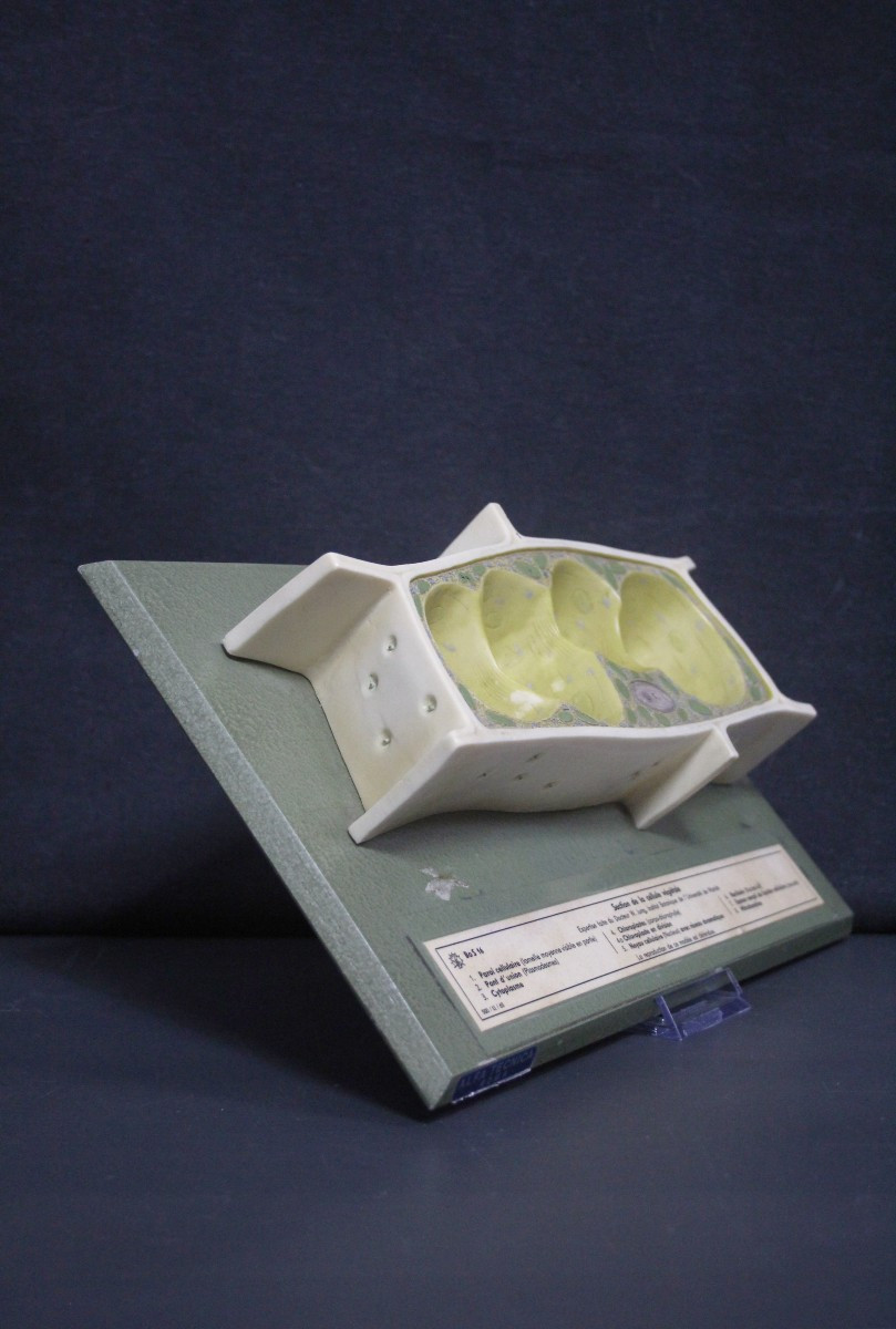 Modello didattico vintage Somso, cellule vegetali-photo-3