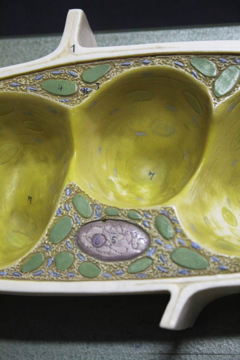 Modello didattico vintage Somso, cellule vegetali-photo-4