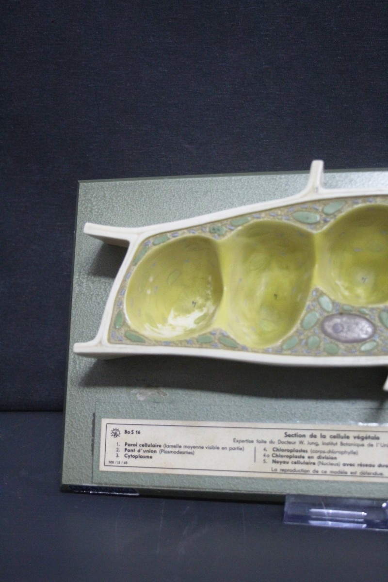 Modello didattico vintage Somso, cellule vegetali-photo-1