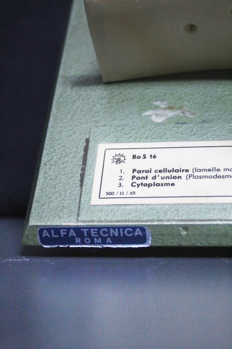 Modello didattico vintage Somso, cellule vegetali-photo-2