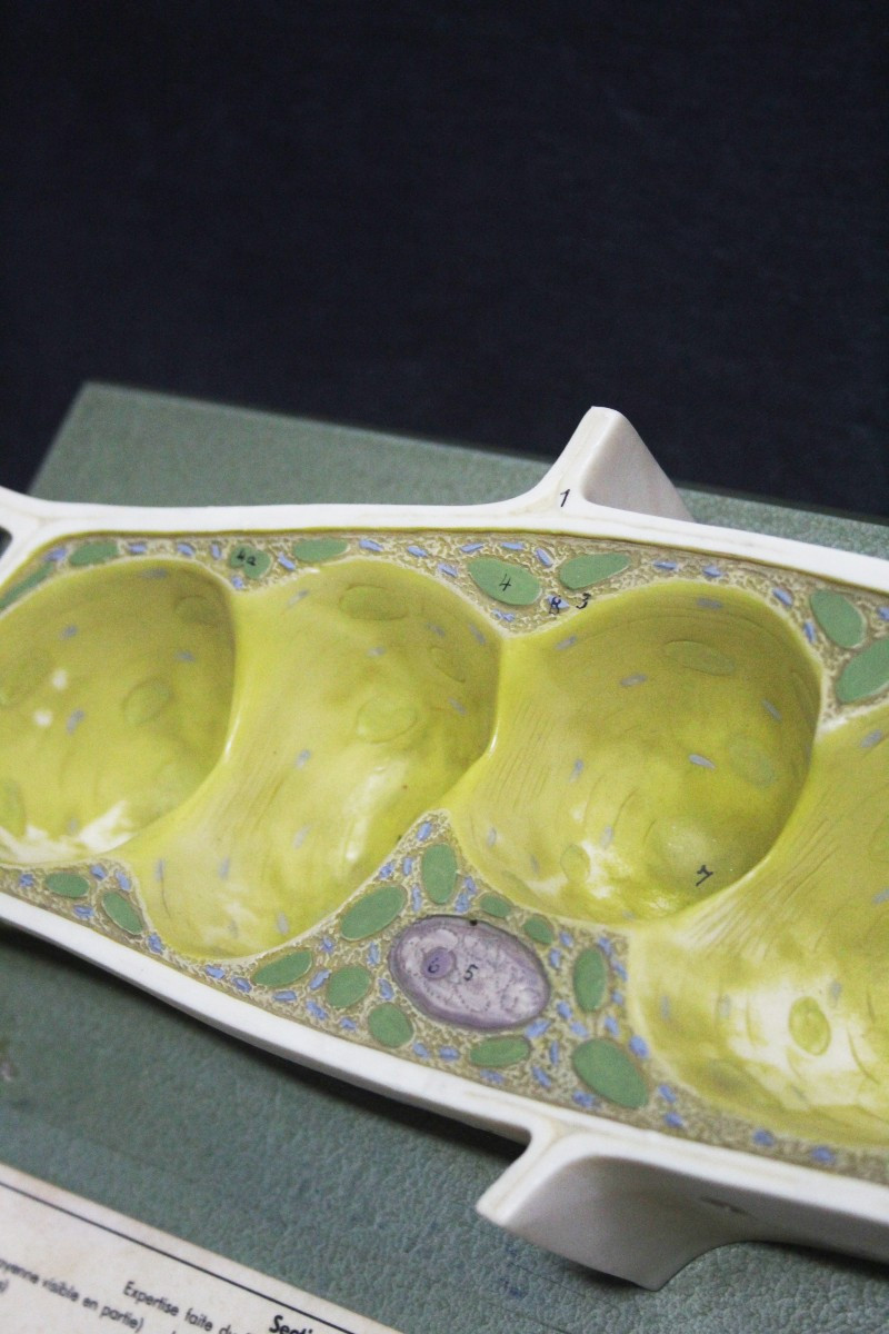 Modello didattico vintage Somso, cellule vegetali-photo-3