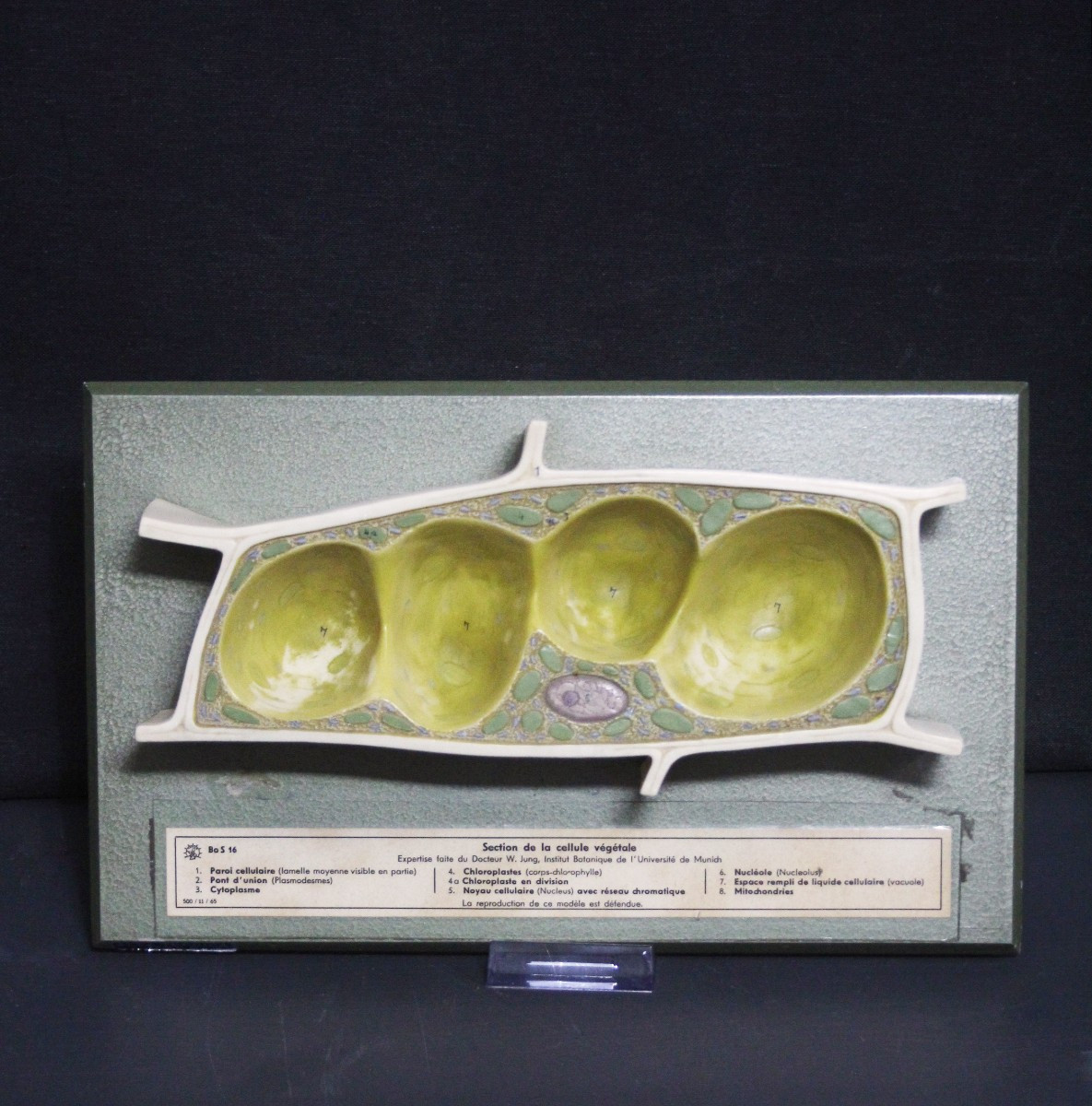 Modello didattico vintage Somso, cellule vegetali