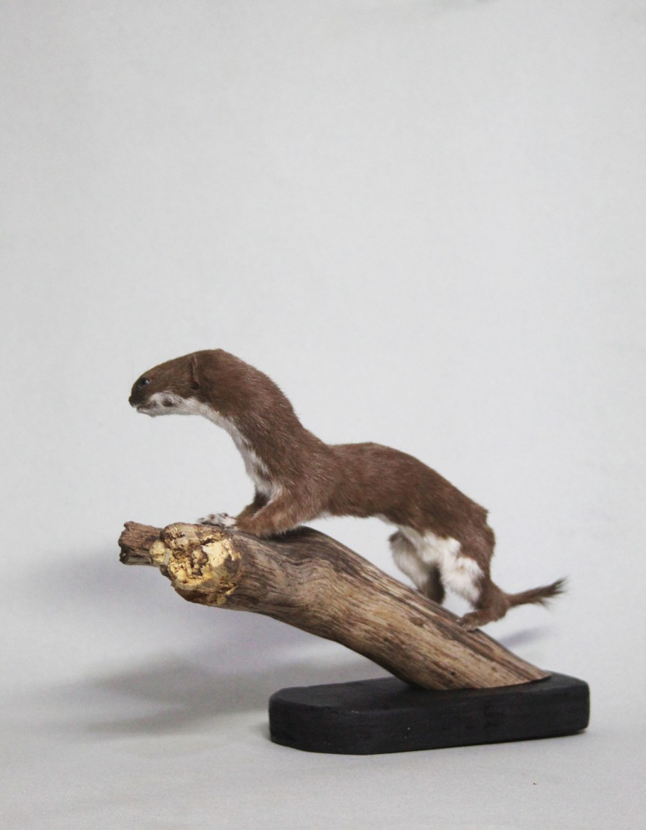 Donnola, allestimento tassidermico-photo-3