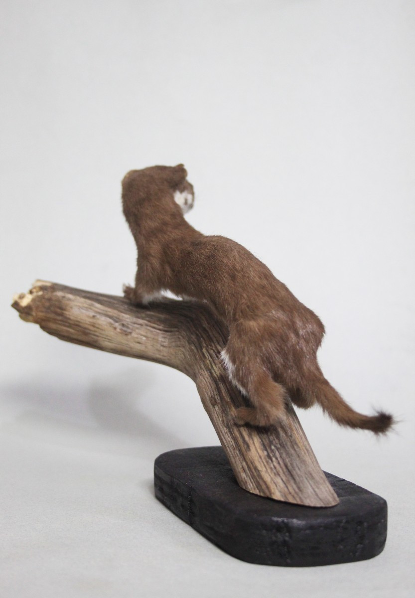 Donnola, allestimento tassidermico-photo-4