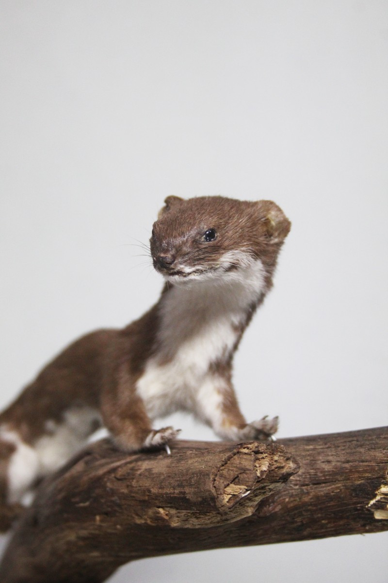 Donnola, allestimento tassidermico-photo-1